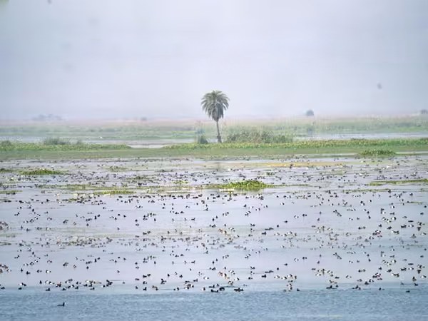 The Art of Living's Initiative for Wetland Conservation