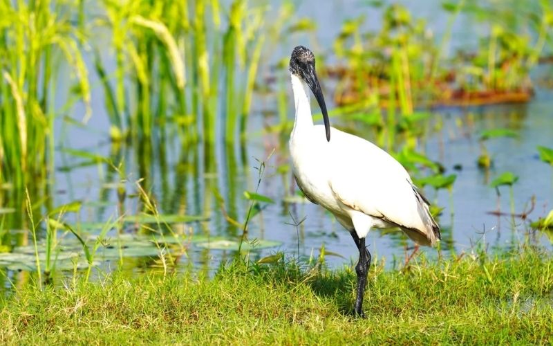 Black-headed Ibis