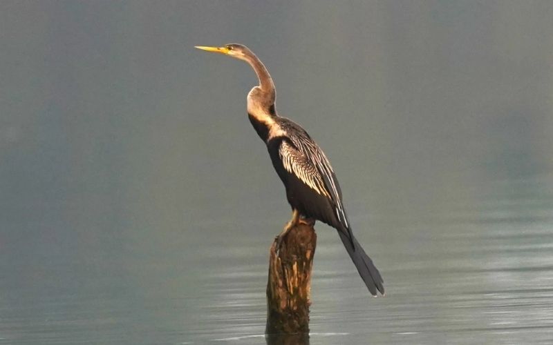Darter