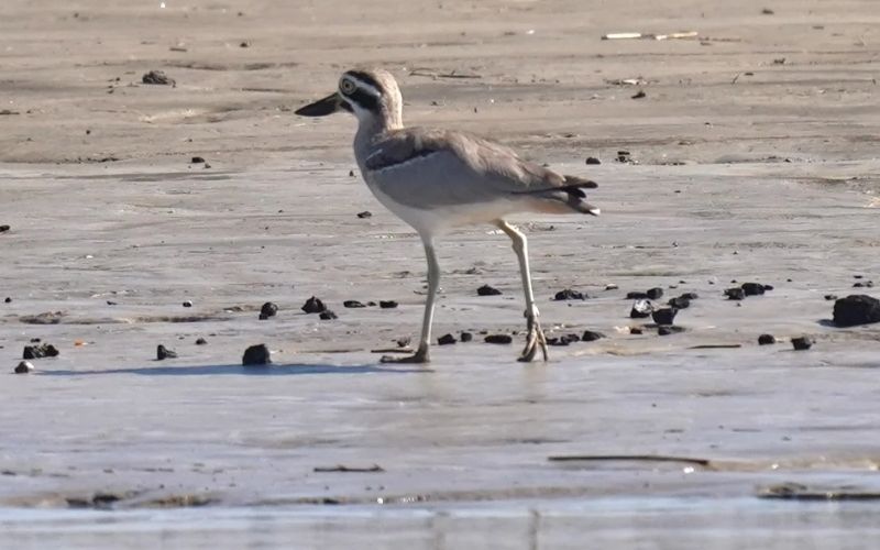 Great Thick-knee