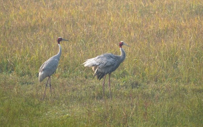 Sarus Crane